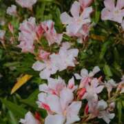 ヒメ日記 2025/07/30 13:47 投稿 くみ 池袋西口でSUGEEE求められる俺のカラダ