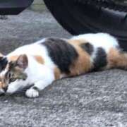 ヒメ日記 2025/11/22 20:44 投稿 くみ 池袋西口でSUGEEE求められる俺のカラダ