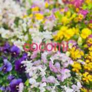 ヒメ日記 2025/04/24 08:00 投稿 心美 おいしい奥様