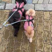 ヒメ日記 2025/01/07 13:29 投稿 るい ぽちゃかわ専門店　ぽちゃぽちゃイケてる