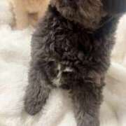 ヒメ日記 2025/02/01 00:06 投稿 るい ぽちゃかわ専門店　ぽちゃぽちゃイケてる