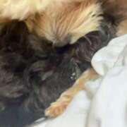 ヒメ日記 2025/03/15 23:25 投稿 るい ぽちゃかわ専門店　ぽちゃぽちゃイケてる