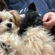 ヒメ日記 2025/04/01 13:22 投稿 るい ぽちゃかわ専門店　ぽちゃぽちゃイケてる