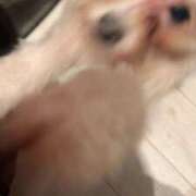 ヒメ日記 2025/04/14 23:50 投稿 るい ぽちゃかわ専門店　ぽちゃぽちゃイケてる