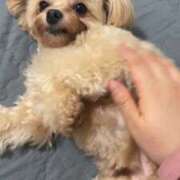 ヒメ日記 2025/05/07 16:50 投稿 るい ぽちゃかわ専門店　ぽちゃぽちゃイケてる