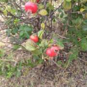 ヒメ日記 2024/12/16 08:41 投稿 ゆず 人妻美人館