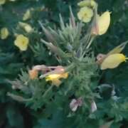 ヒメ日記 2025/06/13 07:27 投稿 ゆず 人妻美人館