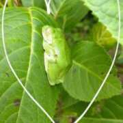 ヒメ日記 2026/01/17 17:02 投稿 ゆず 人妻美人館