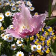 ゆず 春うらら 人妻美人館