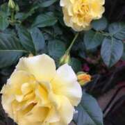 ヒメ日記 2025/05/15 13:32 投稿 あこ Felice(フェリス)