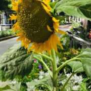 ヒメ日記 2025/07/29 11:21 投稿 あこ Felice(フェリス)