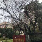 ヒメ日記 2026/03/26 11:51 投稿 あこ Felice(フェリス)