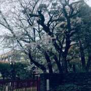 ヒメ日記 2026/04/02 11:52 投稿 あこ Felice(フェリス)