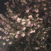 ヒメ日記 2026/04/17 11:14 投稿 あこ Felice(フェリス)