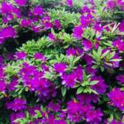 ヒメ日記 2026/04/21 11:54 投稿 あこ Felice(フェリス)