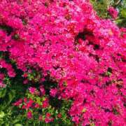 ヒメ日記 2026/04/22 09:02 投稿 あこ Felice(フェリス)