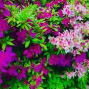 ヒメ日記 2026/04/26 08:53 投稿 あこ Felice(フェリス)