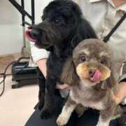 ヒメ日記 2024/12/19 21:17 投稿 しいな シャブール