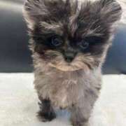 ヒメ日記 2024/12/19 22:32 投稿 しいな シャブール