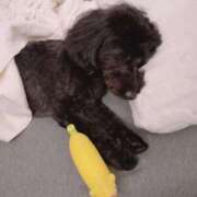 ヒメ日記 2025/01/08 18:05 投稿 しいな シャブール