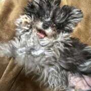 ヒメ日記 2025/01/17 15:31 投稿 しいな シャブール