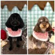 ヒメ日記 2025/01/30 18:01 投稿 しいな シャブール