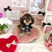 ヒメ日記 2025/02/25 14:19 投稿 しいな シャブール