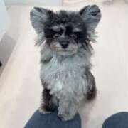 ヒメ日記 2025/03/12 19:31 投稿 しいな シャブール