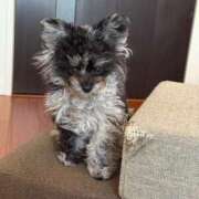 ヒメ日記 2025/04/03 23:29 投稿 しいな シャブール