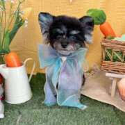 ヒメ日記 2025/04/22 17:45 投稿 しいな シャブール