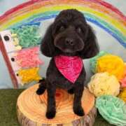 ヒメ日記 2025/05/01 17:03 投稿 しいな シャブール