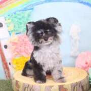 ヒメ日記 2025/05/13 18:01 投稿 しいな シャブール