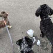 ヒメ日記 2025/05/18 15:34 投稿 しいな シャブール