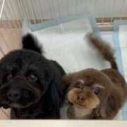 ヒメ日記 2025/06/20 12:31 投稿 しいな シャブール