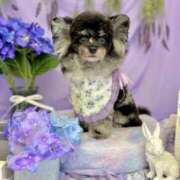 ヒメ日記 2025/06/24 18:31 投稿 しいな シャブール