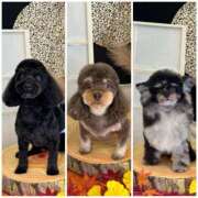 ヒメ日記 2025/09/04 20:01 投稿 しいな シャブール