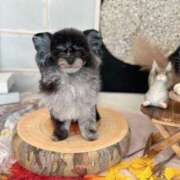 ヒメ日記 2025/09/16 17:01 投稿 しいな シャブール