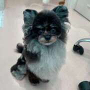 ヒメ日記 2025/09/21 23:41 投稿 しいな シャブール