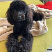 ヒメ日記 2025/09/30 16:30 投稿 しいな シャブール