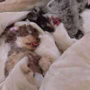 ヒメ日記 2025/09/30 17:30 投稿 しいな シャブール