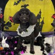 ヒメ日記 2025/10/16 21:02 投稿 しいな シャブール