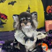 ヒメ日記 2025/10/27 18:33 投稿 しいな シャブール