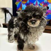 ヒメ日記 2025/11/20 17:35 投稿 しいな シャブール