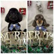 ヒメ日記 2025/11/27 20:48 投稿 しいな シャブール