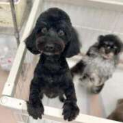 ヒメ日記 2025/12/19 01:00 投稿 しいな シャブール