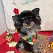 ヒメ日記 2025/12/29 22:46 投稿 しいな シャブール