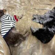 ヒメ日記 2026/01/05 18:30 投稿 しいな シャブール