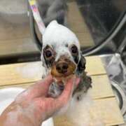 ヒメ日記 2026/01/08 23:43 投稿 しいな シャブール