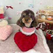 ヒメ日記 2026/02/26 21:21 投稿 しいな シャブール