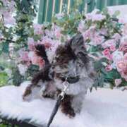 ヒメ日記 2026/03/29 19:31 投稿 しいな シャブール